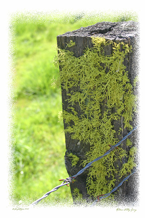 Anderson Valley Spring