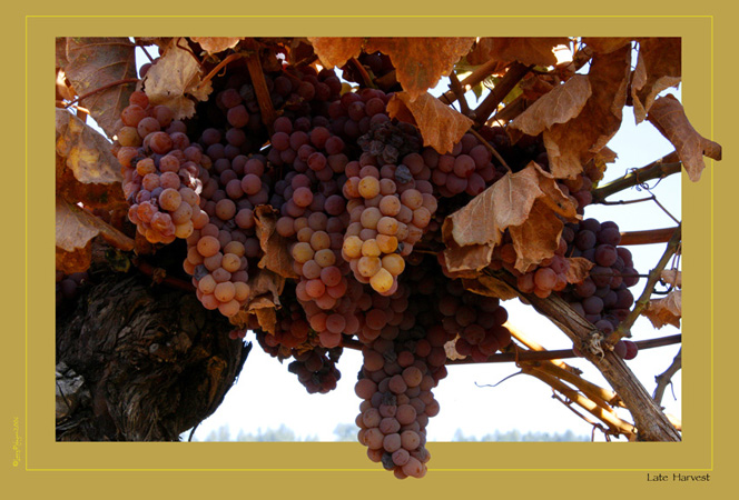 Late Harvest