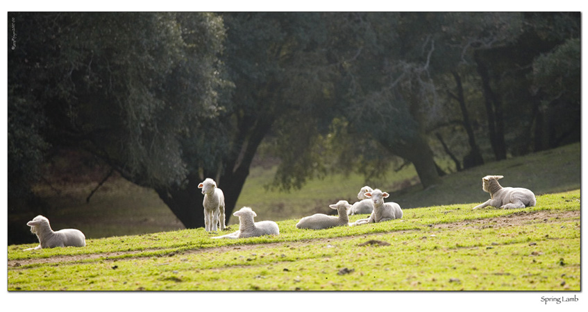 Spring Lamb