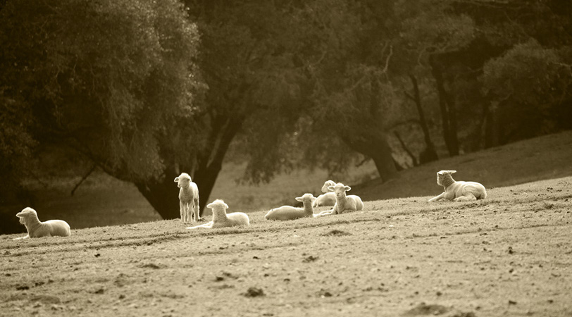 Anderson Valley Sheep