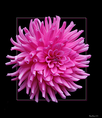 Deep Pink Dahlia