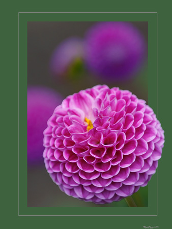 Magenta Dahlia