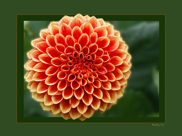 Orange Dahlia