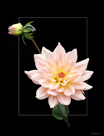 Oriental Dahlia