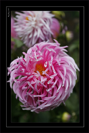 Pink Profusion Dahlia