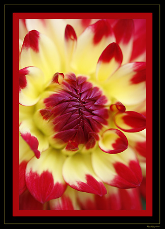 Red Center Dahlia