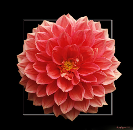 Red Dahlia