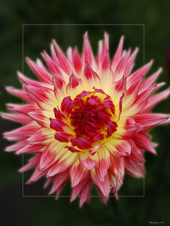 Red and Yellow Dahlia