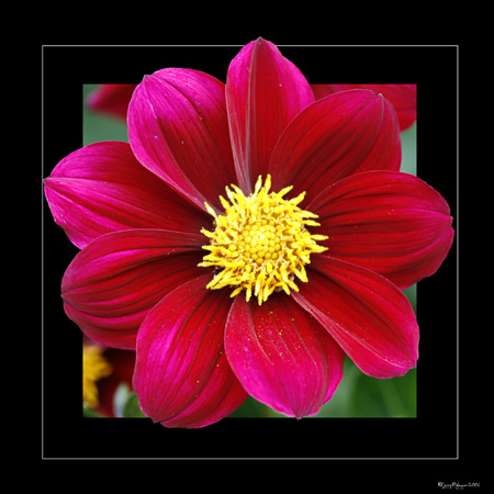 Red on Black Dahlia