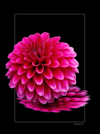 Reflected Dahlia