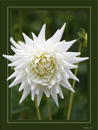 White on Green Dahlia