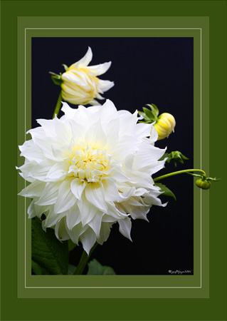 White with Yellow Dahlia