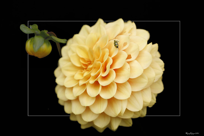 Yellow Dahlia with Bug