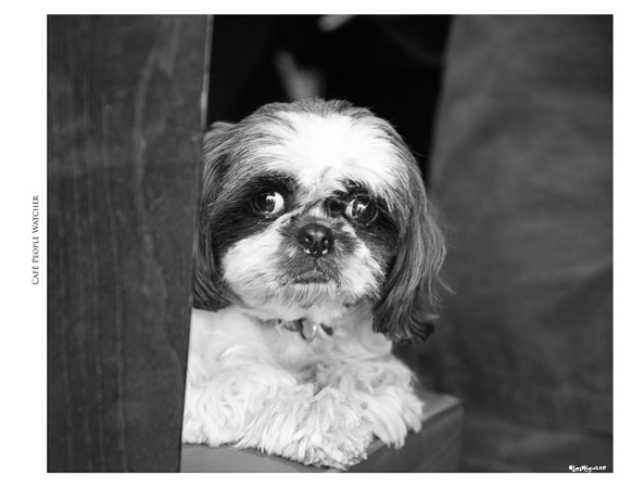 Chien