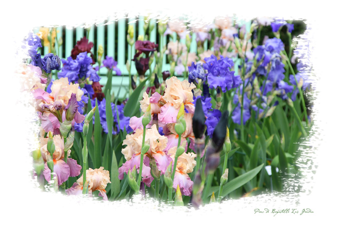 Bagatelle Iris Garden