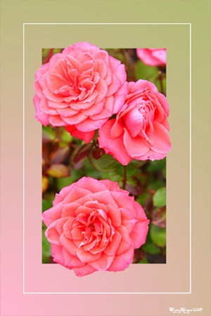 3 Roses