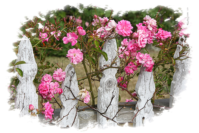 Elk Fence Roses