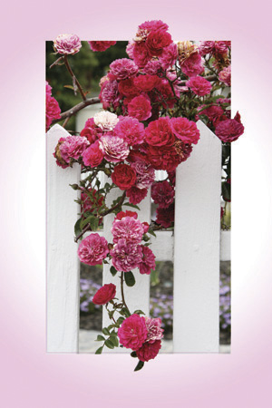 Fence Roses