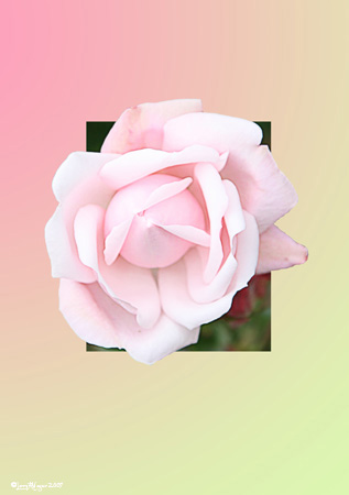 Pink Rose