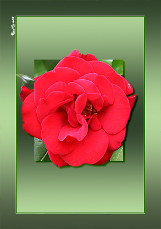 Red Rose