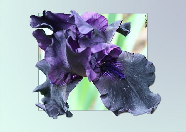 Bagatelle Black Iris