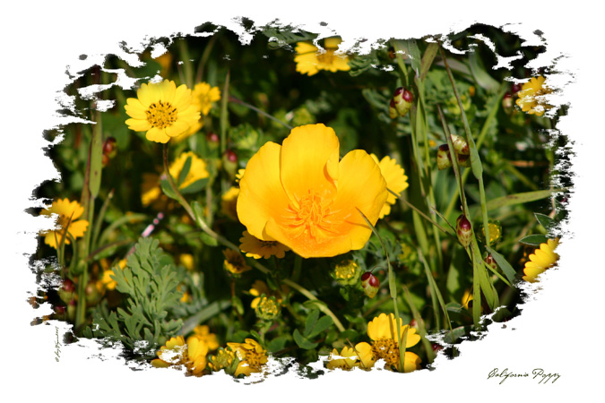 California Poppy