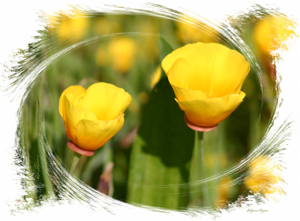 California Poppies