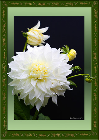 Dahlia Enchained