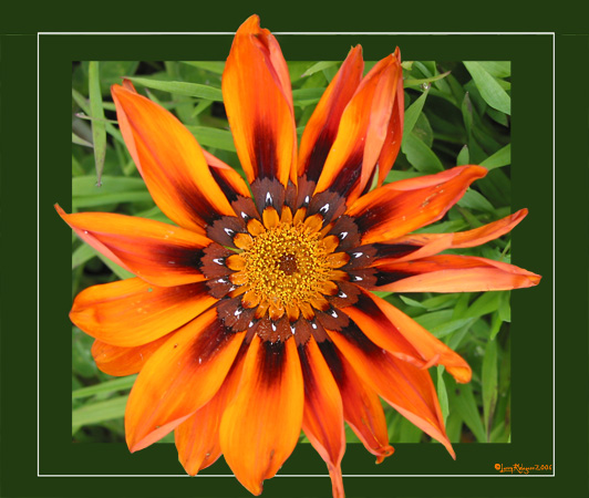 Gazania