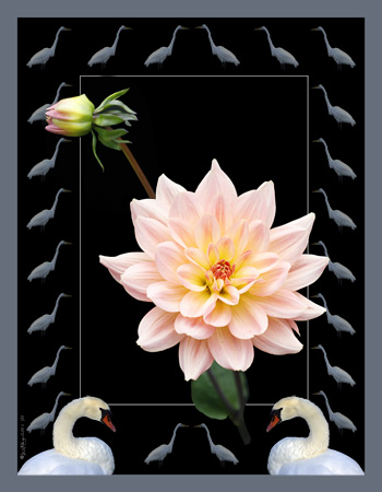 Japanese Dahlia