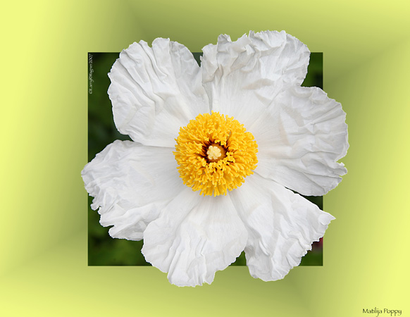 Matilija Poppy