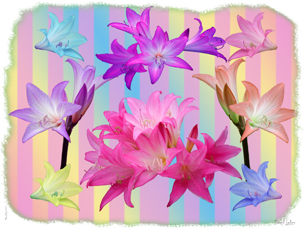 Naked Ladies