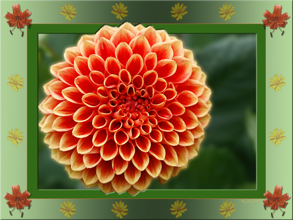 Orange Dahlia