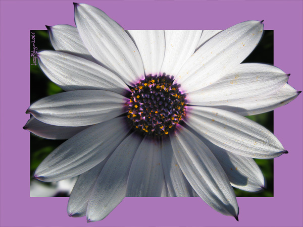 Osteospermum