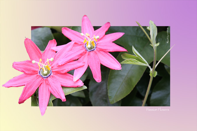 Passion Flowers