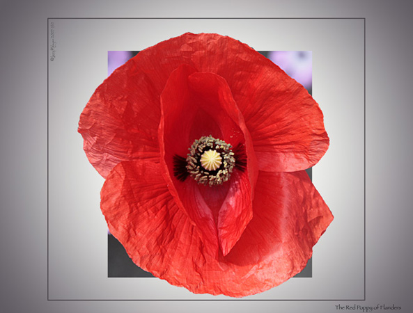 Red Poppy of Flanders