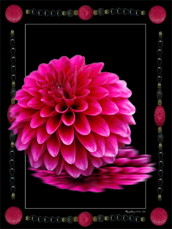 Reflected Dahlia