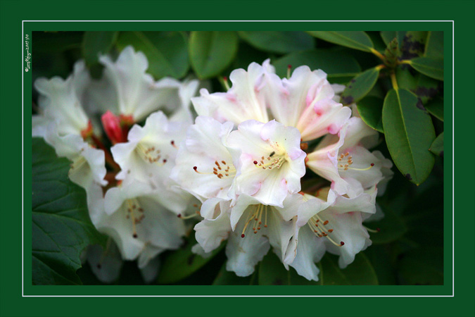 Spring Rhodie #1