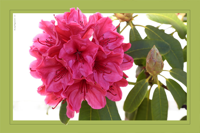 Spring Rhodie #3