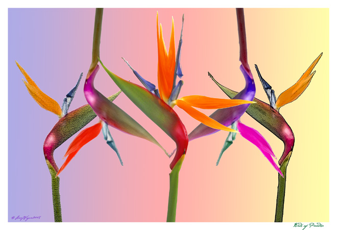 Sterlitzia Fantasy
