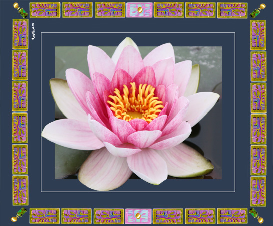 Waterlily Mosaic