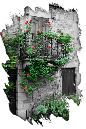 Dordogne Rose Vine