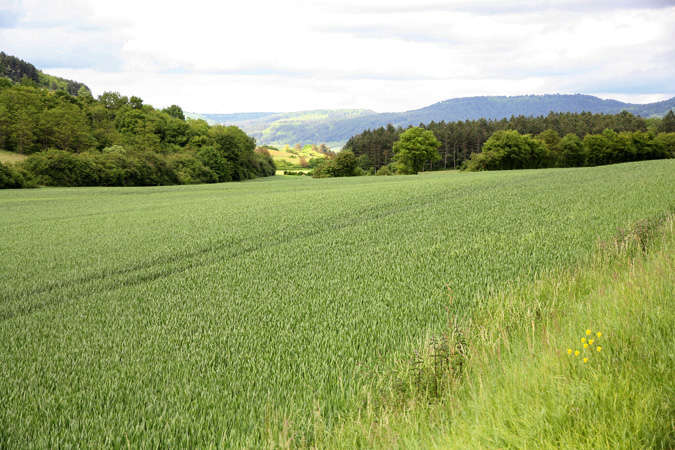 Wheat of Vezelay