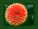 <strong>Dahlia #3</strong><br />