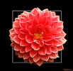 <strong>Dahlia #8</strong><br />