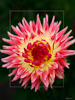 <strong>Dahlia #6</strong><br />