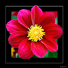 <strong>Dahlia #9</strong><br />