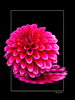 <strong>Dahlia #10</strong><br />