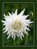 <strong>Dahlia #11</strong><br />