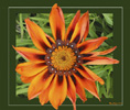 <strong>Gazania</strong>